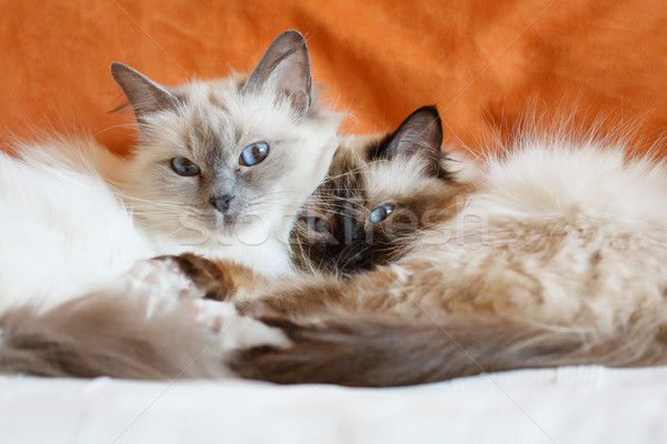 Two cute cats sleeping laying on bed close to each other Stock photo © Juhku