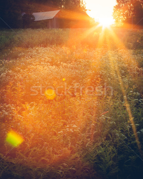 Meadow landscape at sunset Stock photo © Juhku