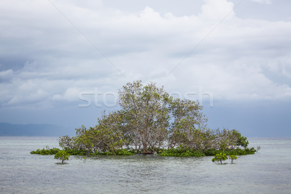 Foto stock: árbol · agua · bali · Indonesia · cielo · forestales