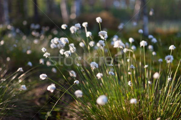 Cotton grass at sunlight Stock photo © Juhku