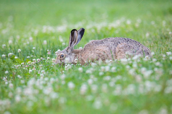 Stock photo: Rabbit eating grass