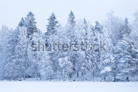 Invierno forestales crepúsculo Finlandia madera nieve Foto stock © Juhku