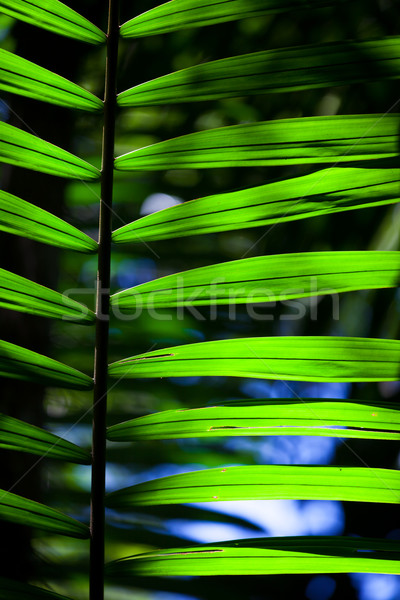 Stock photo: Green backlit leaf in the jungle