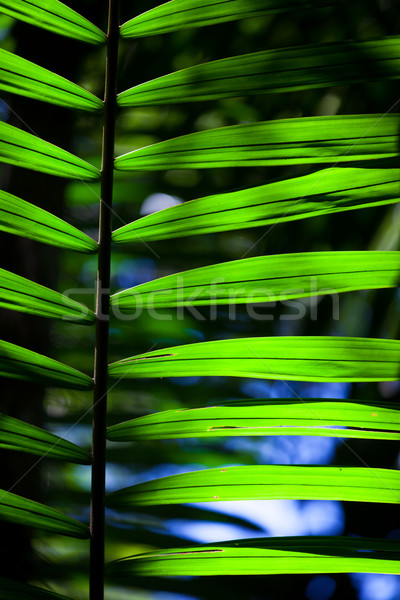 Green backlit leaf in the jungle Stock photo © Juhku