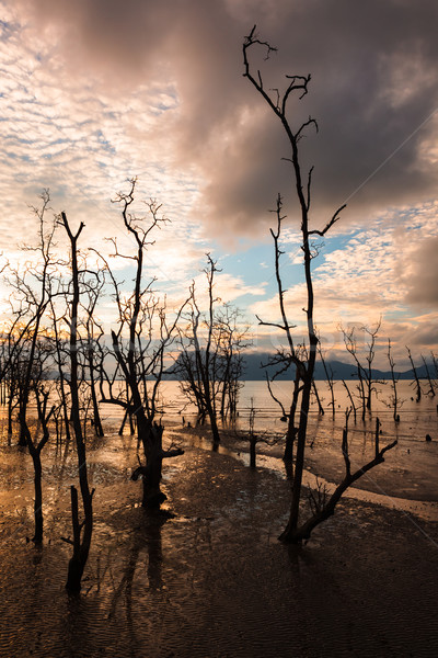 Mort copaci plin de noroi plajă apus scazut Imagine de stoc © Juhku