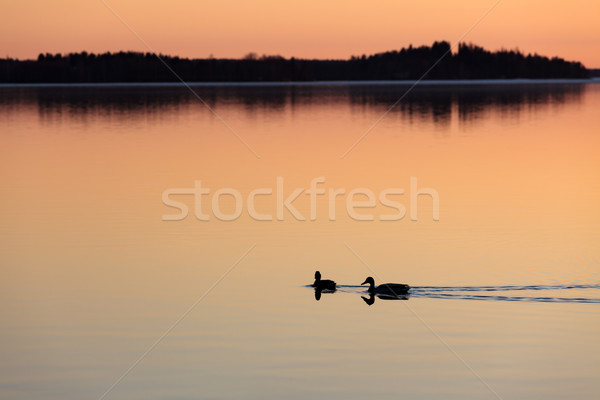 Stockfoto: Zwemmen · meer · zonsondergang · tijd · twee · hemel