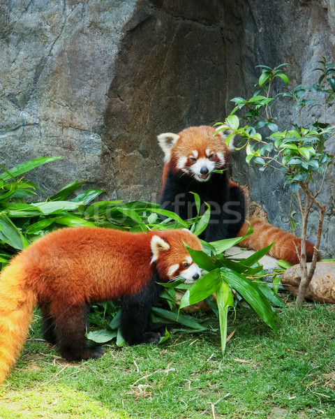 Two cute red pandas eating bamboo Stock photo © Juhku