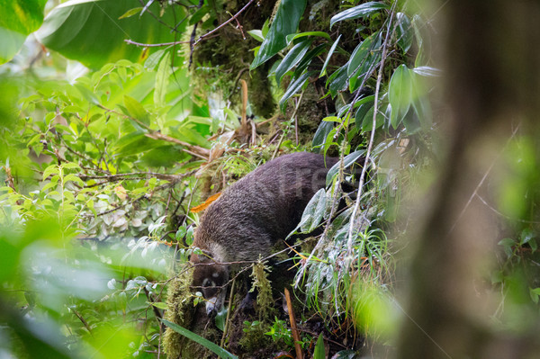 Wild white-nosed coati in  rainforest Stock photo © Juhku
