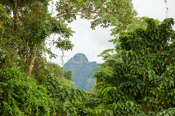 Exotic rainforest landscape Stock photo © Juhku