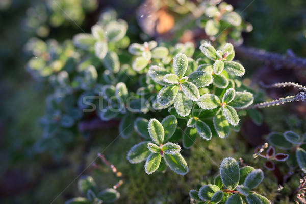 морозный утра Sunshine природы фон зеленый Сток-фото © Juhku