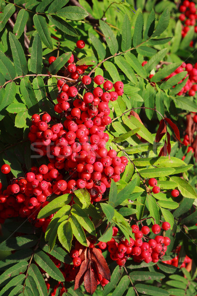 rowan berries ripening on tree Stock photo © Juhku