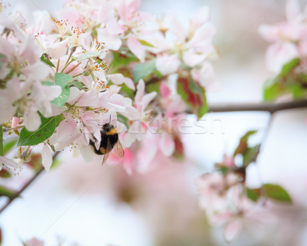 マルハナバチ リンゴの木 花 自然 ツリー リンゴ ストックフォト © Juhku