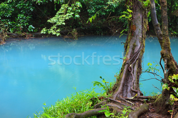 Rio vegetatie luxuriant parc Costa Rica pădure Imagine de stoc © Juhku