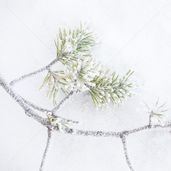 Congelato ramo neve albero abstract inverno Foto d'archivio © Juhku