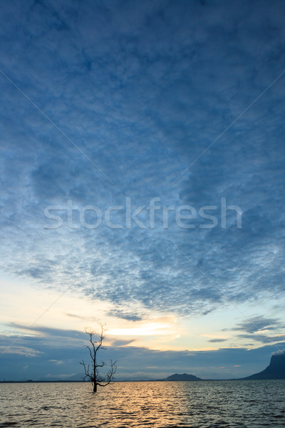 Magányos fa víz naplemente óceán tengerpart Stock fotó © Juhku