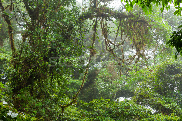 Mistig regenwoud wolk bos reserve Costa Rica Stockfoto © Juhku