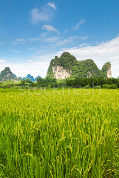 Idyllic photo of rice fields in southern china Stock photo © Juhku