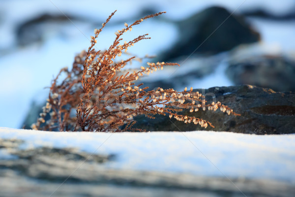 Wild heather at winter Stock photo © Juhku