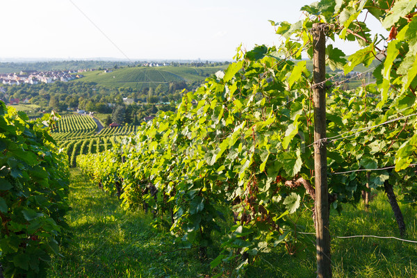 Wine fields in stuttgart germany Stock photo © Juhku