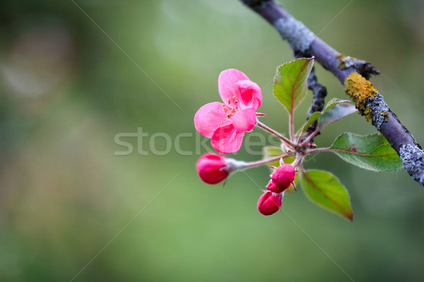 Belle pommier fleurs printemps fleur arbre [[stock_photo]] © Juhku