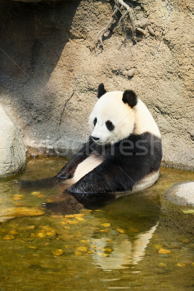 Gigant panda posiedzenia wody kąpieli Zdjęcia stock © Juhku