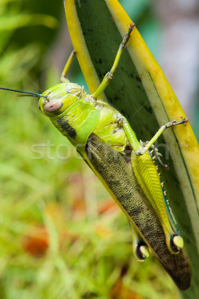 Grasshopper on a leaf Stock photo © Juhku