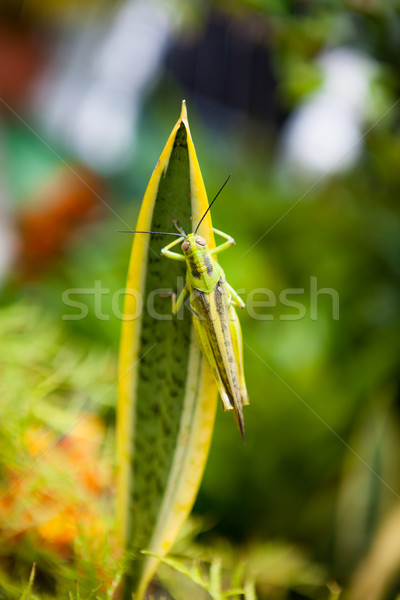 Sauterelle feuille jardin herbe nature jambes [[stock_photo]] © Juhku