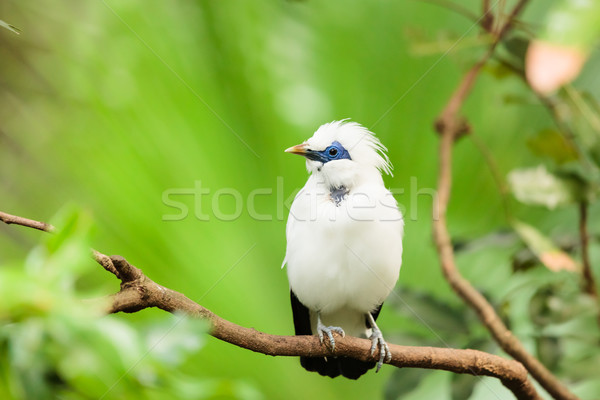 White exotic bird on a branch  Stock photo © Juhku