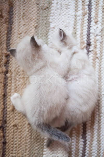 Blanche sacré chatons jeunes bébé jouer [[stock_photo]] © Juhku