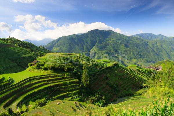 Landscape photo of rice terraces in china Stock photo © Juhku