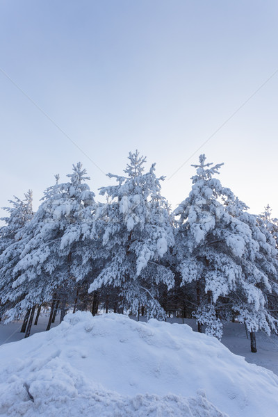 Trees snow and road at sunrise Stock photo © Juhku