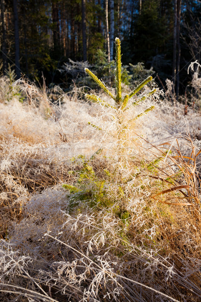 Small spruce and frost hay morning sun Stock photo © Juhku