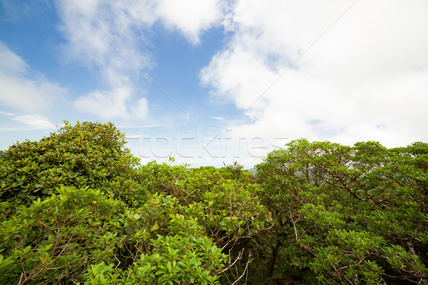 Regenwald Wolke Wald Reserve Costa Rica Landschaft Stock foto © Juhku