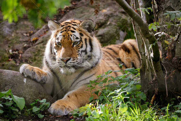 Stock photo: Siberian tiger panthera tigris altaica