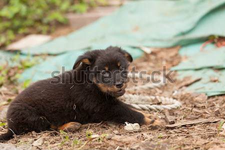 Cute black stray dog puppy Stock photo © Juhku