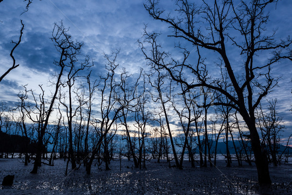 Stock photo: Dead forest at muddy beach at twilight