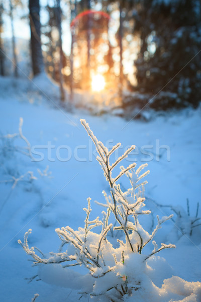Frozen blueberry twig in last warm sunlight of the day Stock photo © Juhku