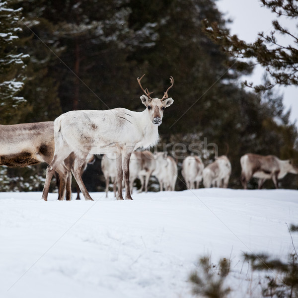 Reindeer flock in the wild at winter Stock photo © Juhku