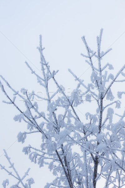 Tree top covered in snow Stock photo © Juhku