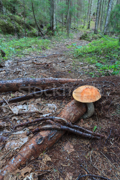 Mushroom on forest path Stock photo © Juhku