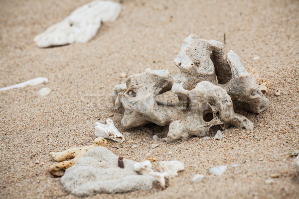 Száraz korall alkatrészek tengerpart homok textúra Stock fotó © Juhku
