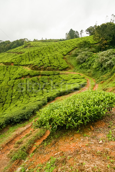 Stock photo: Tea plantations munnar india