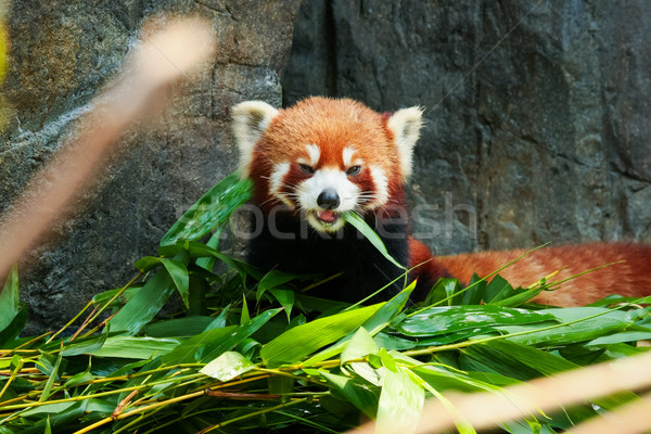 Cute red panda eating bamboo Stock photo © Juhku