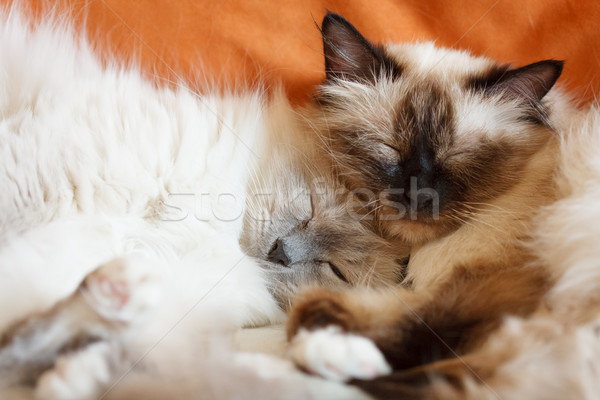 [[stock_photo]]: Deux · cute · chats · dormir · sacré · étroite