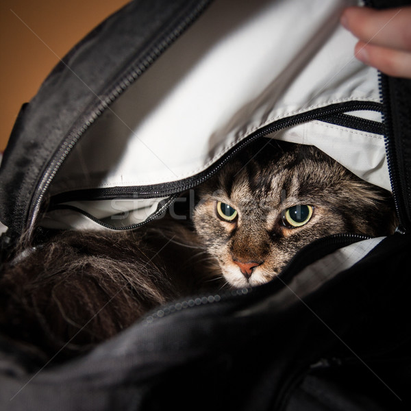 Angry cat in backbag Stock photo © Juhku