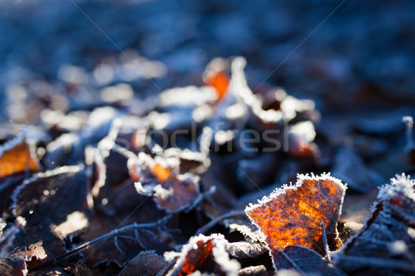 ストックフォト: 霜 · 樺 · 葉 · 地上 · 冷たい · 冬