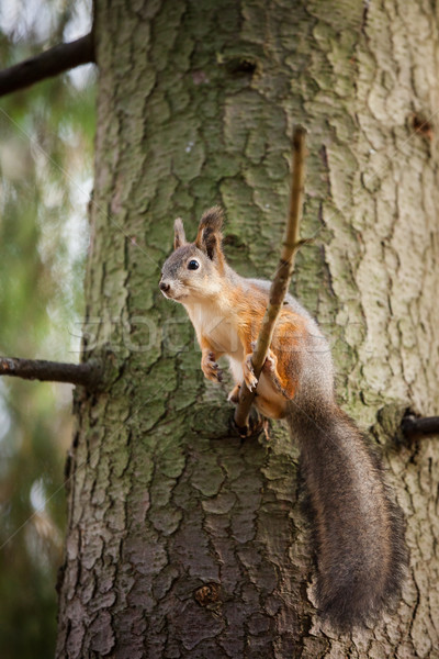 Rood eekhoorn boom cute wild bos Stockfoto © Juhku