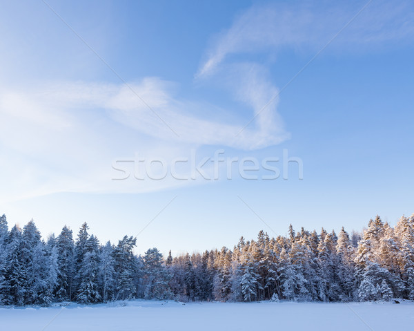 Eingefroren See Schnee bedeckt Wald sonnig Stock foto © Juhku