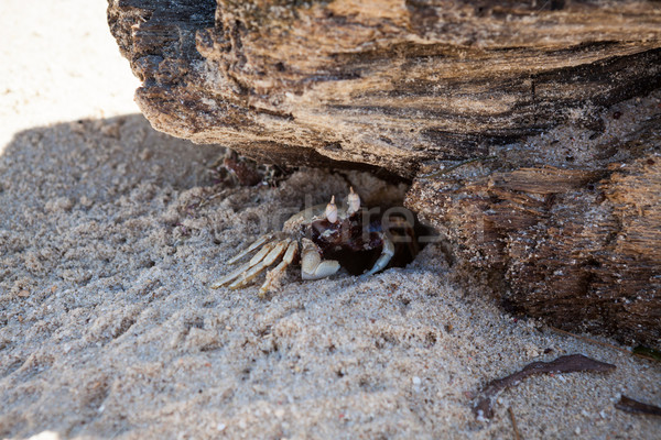 Nisip crab gaură acasă plajă apă Imagine de stoc © Juhku
