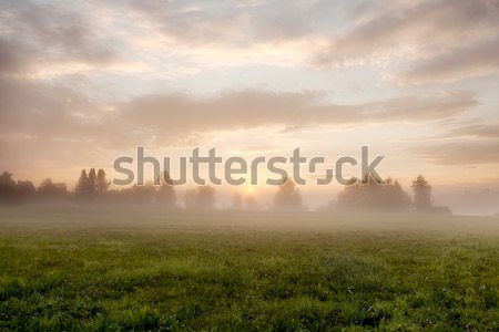 Tranquil foggy grassland at sunrise Stock photo © Juhku
